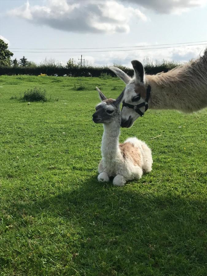 The Beautiful Lazy Llama Shepherd Hut Farm Stay Ballyshannon Bagian luar foto