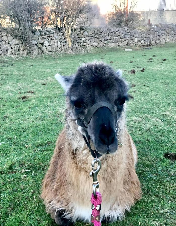 The Beautiful Lazy Llama Shepherd Hut Farm Stay Ballyshannon Bagian luar foto